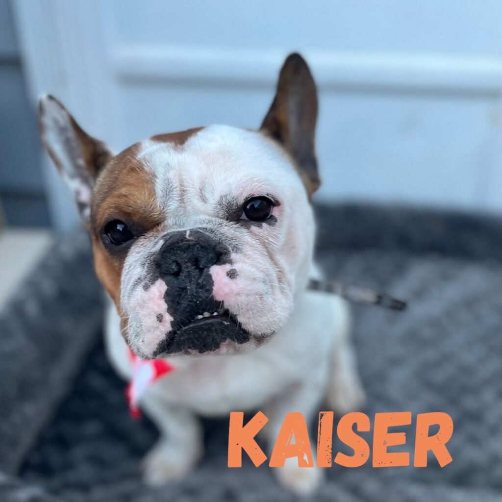 Kaiser, adopted through SNORT Rescue