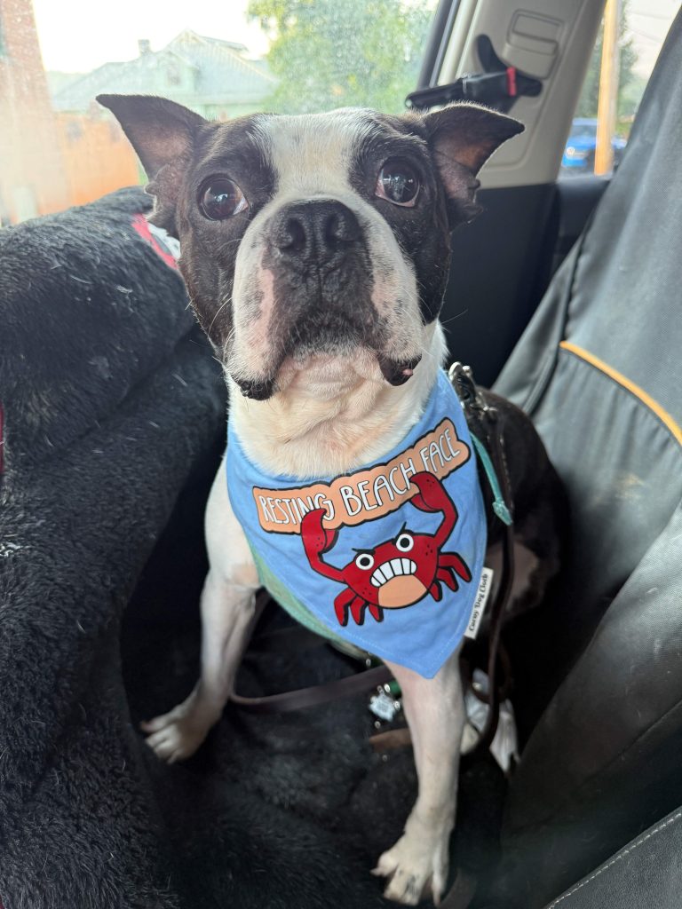 Adoptable Dogs