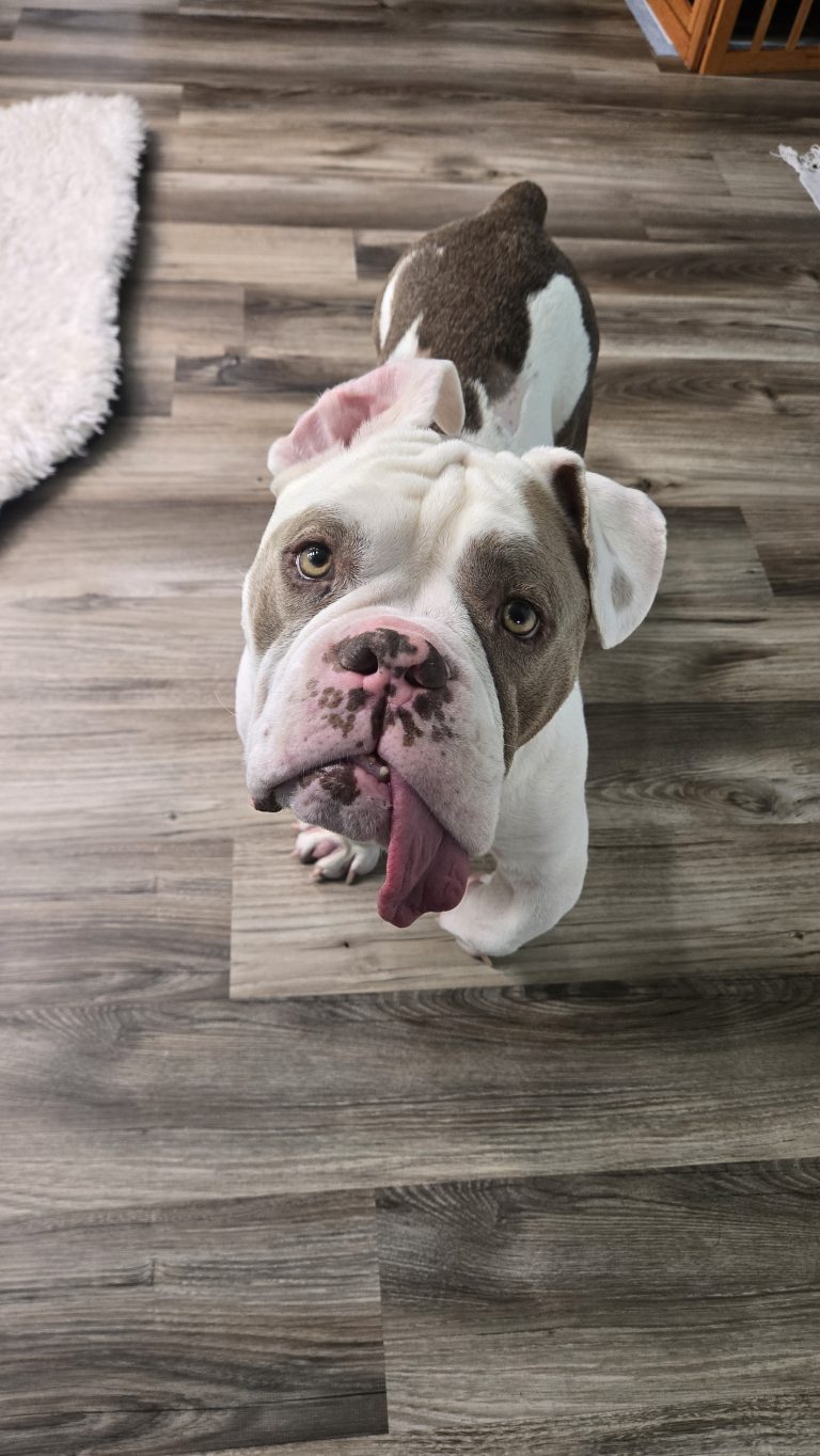 Adoptable Dogs