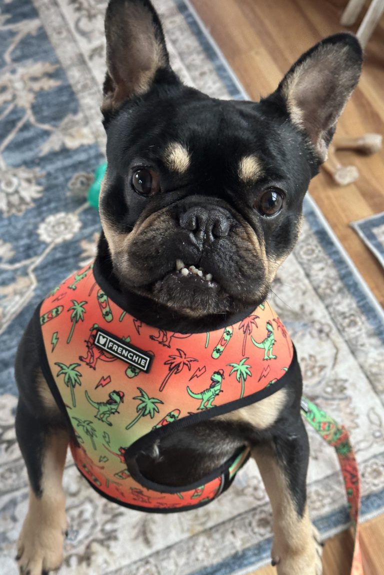 Adoptable Dogs