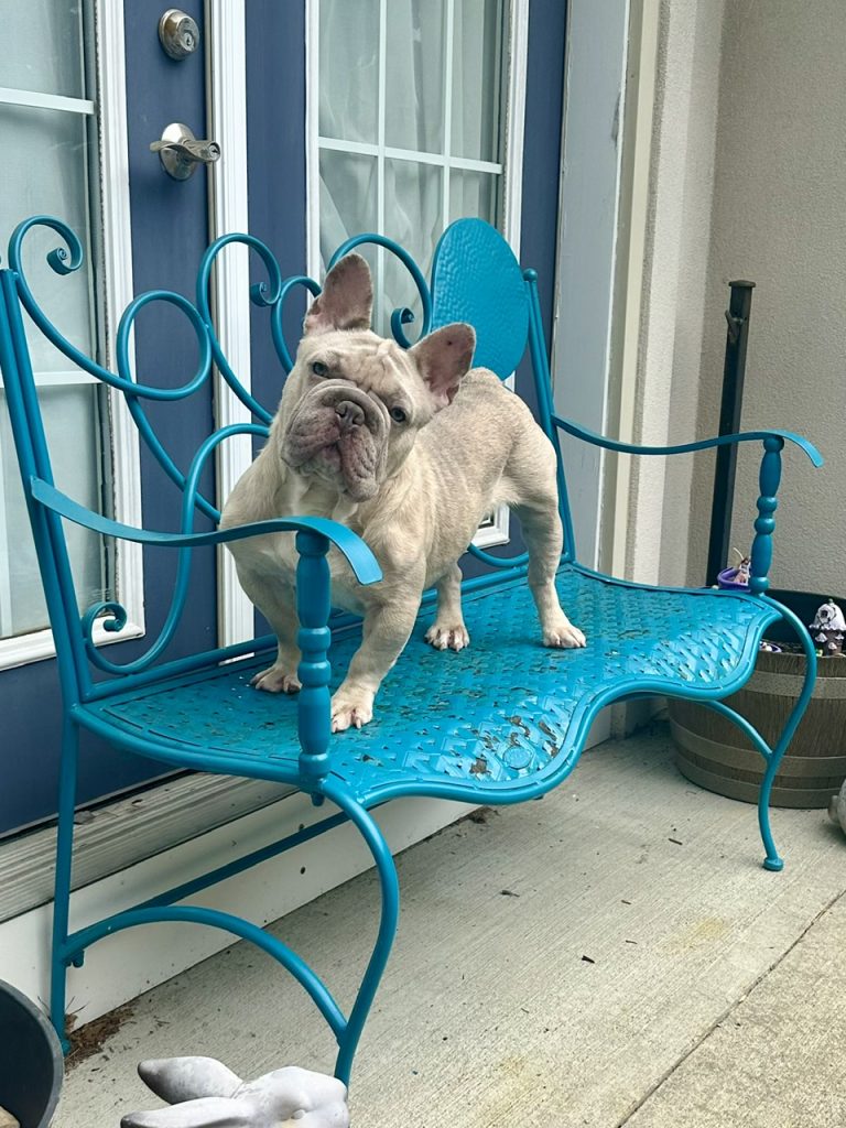 Adoptable Dogs