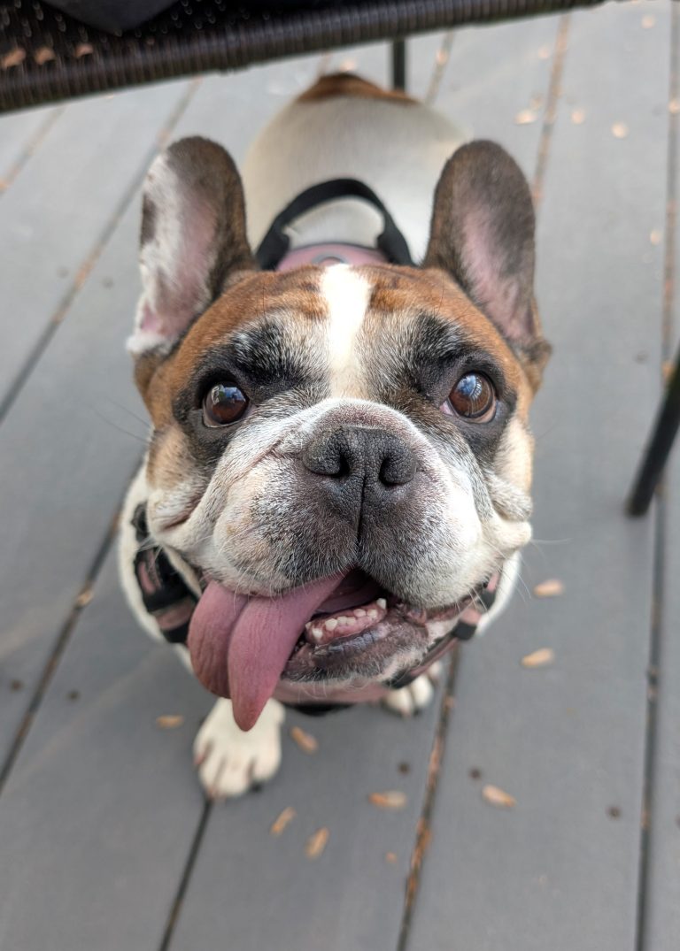 Adoptable Dogs