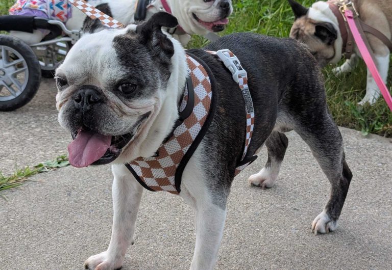 Adoptable Dogs